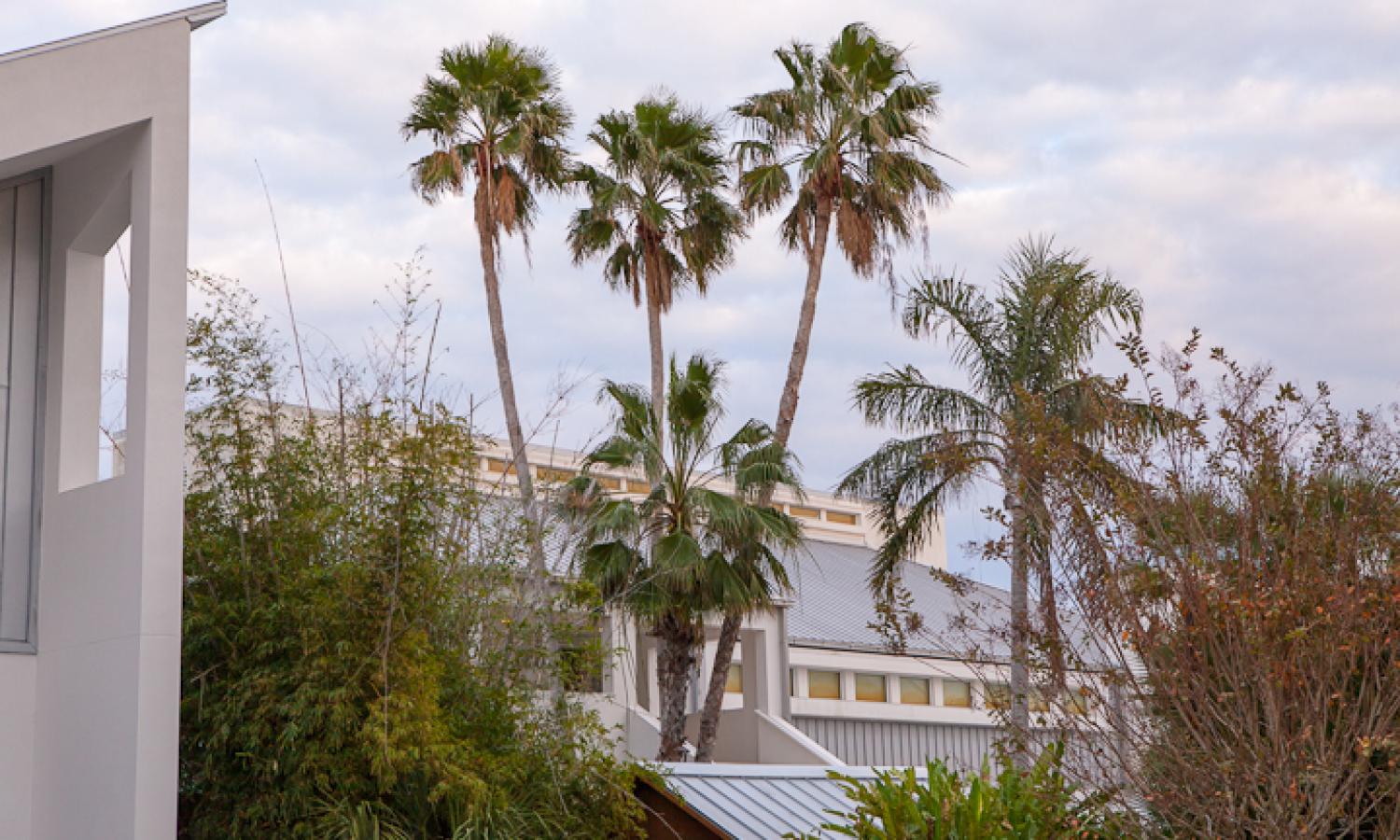 Palm trees above white studio buildings